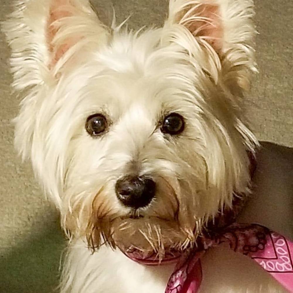 Meet your Posher, Maggie
